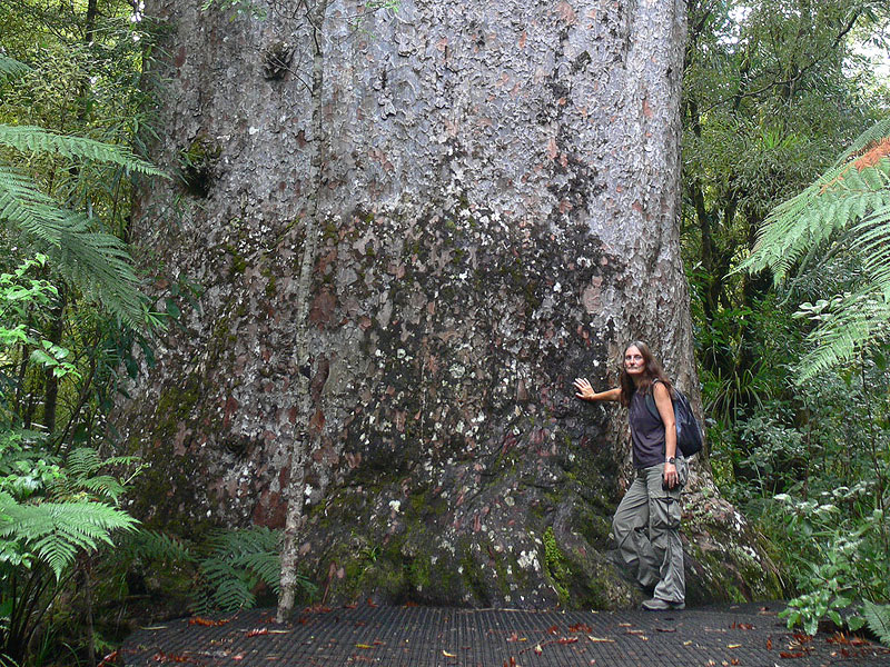Los árboles más antiguos del mundo